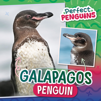 Galapagos Penguin