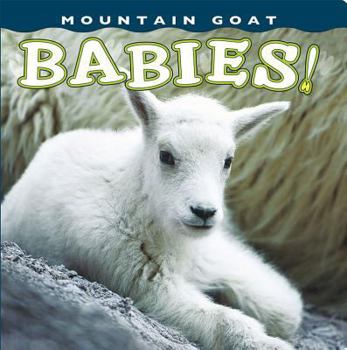 Board book Mountain Goat Babies! Book