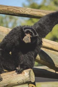 Paperback Siamang Gibbon Journal: 150 page lined notebook/diary Book