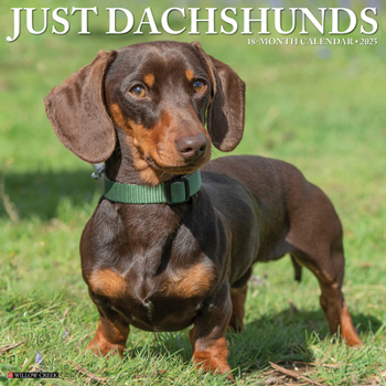 Calendar Just Dachshunds 2025 12 X 12 Wall Calendar Book