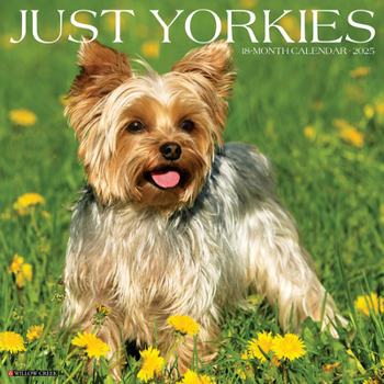 Calendar Just Yorkies 2025 12 X 12 Wall Calendar Book