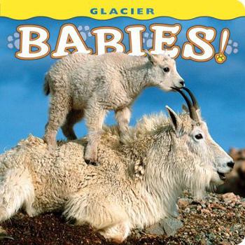 Board book Glacier Babies! Book