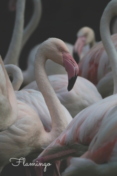 Flamingo: Notizbuch / Tagebuch  Vögel - DIN A5 120 Seiten liniert -  Vogel Geschenk Vogelliebhaber (German Edition)