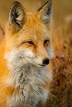 Paperback Red Fox: The Largest of the True Foxes and One of the Most Widely Distributed Members of the Order Carnivora, Being Present Acr Book
