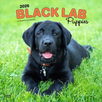 Calendar Black Labrador Retriever Puppies 2026 12 X 24 Inch (Hanging) Monthly Square Wall Calendar Plastic-Free Book