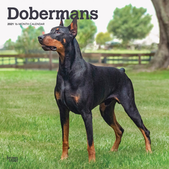 Calendar Dobermans 2021 Square Book