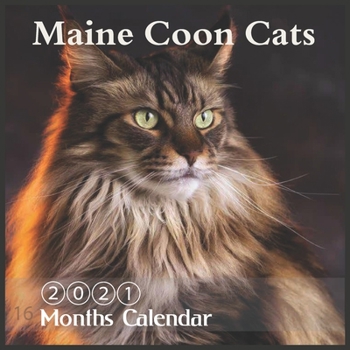 Paperback Maine Coon Cats 2021: Wall & Office Calendar, 16 Month mainecoon Calendar with Major Holidays Book