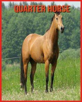Quarter Horse: Informations Fascinantes Concernant les Quarter Horse avec de Superbes Images pour Enfants!