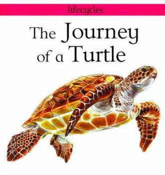 Hardcover The Journey of a Turtle Book