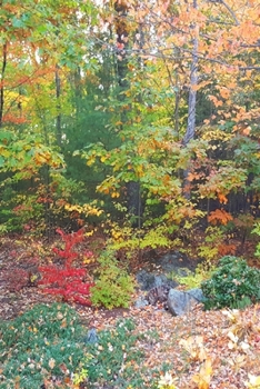 2020 Daily Planner Autumn Season Forest 388 Pages: 2020 Planners Calendars Organizers Datebooks Appointment Books Agendas