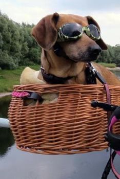 Cool Dachshund Wearing Sunglasses in a Bike Basket Pet Journal: 150 Page Lined Notebook/Diary