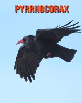 Pyrrhocorax: Immagini bellissime e fatti interessanti Libro per bambini sui Pyrrhocorax