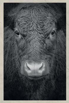 2020: Cow Body Language Useful Planner Calendar Organizer Daily Weekly Monthly Vintage Retro Poster Style for Researching Animal Communication Classes Near Me