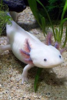 Paperback Axolotl - Mexican Salamander (Ambystoma Mexicanum) Journal: 150 page lined notebook/diary Book