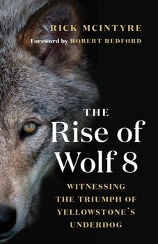Paperback The Rise of Wolf 8: Witnessing the Triumph of Yellowstone's Underdog Book