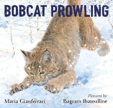 Hardcover Bobcat Prowling Book