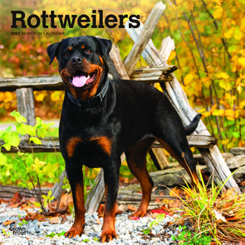 Calendar Rottweilers 2023 Square Book