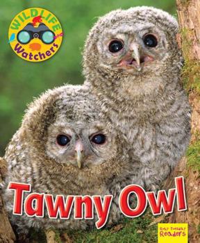 Paperback Wildlife Watchers: Tawny Owl (Ruby Tuesday Readers) Book