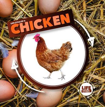 Paperback Life Cycle of a Chicken Book