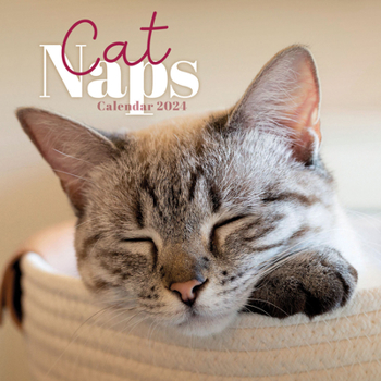 Calendar 2024 Cat Naps Mini Wall Calendar Book