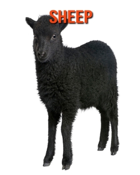 Sheep: Amazing Facts about Sheep
