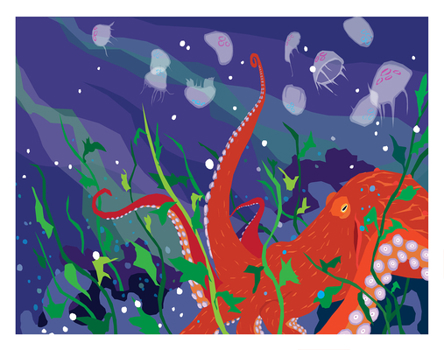 Puget Sound Pacific Octopus Art Print 11x14