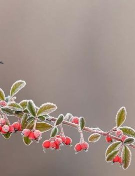 Paperback Christmas Notebook Book