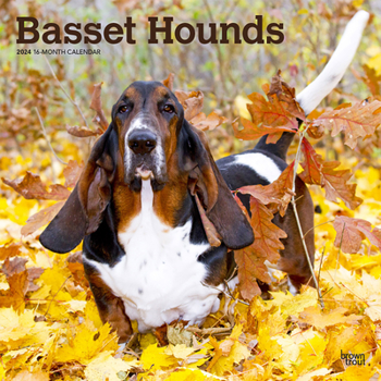 Calendar Basset Hounds 2024 Square Book