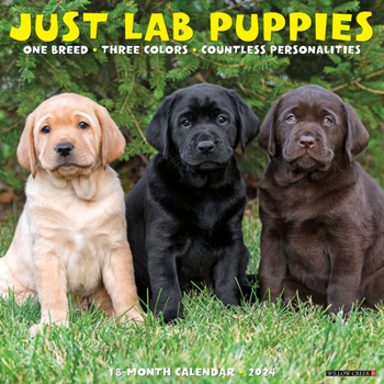 Calendar Just Lab Puppies 2024 12 X 12 Wall Calendar Book