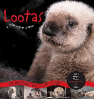Paperback Lootas Little Wave Eater: An Orphaned Sea Otter's Story Book