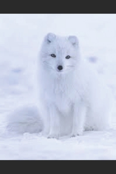 POLARFÜCHSE: EIN KONZISES KOMPENDIUM (German Edition)