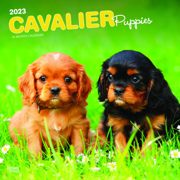 Calendar Cavalier King Charles Spaniel Puppies 2023 Square Book