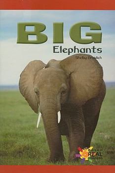 Paperback Big Elephants Book