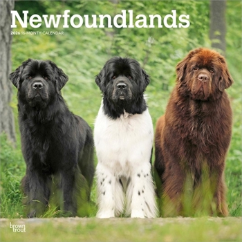 Calendar Newfoundlands 2026 12 X 24 Inch (Hanging) Monthly Square Wall Calendar Plastic-Free Book