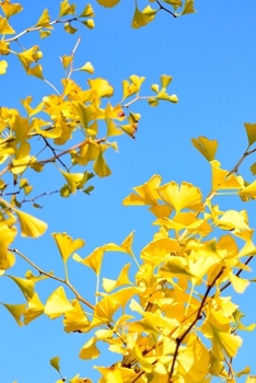Paperback Yellow Gingko Biloba Leaves Journal: 150 Page Lined Notebook/Diary Book