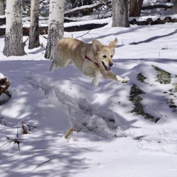 Paperback Kobie Dog USA: Colorado Book