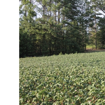 Hardcover Kevin Beasley: A View of a Landscape Book