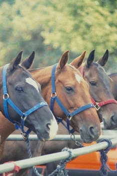 Paperback 2020 Daily Planner Horse Photo Equine Polo Pony String 388 Pages: 2020 Planners Calendars Organizers Datebooks Appointment Books Agendas Book