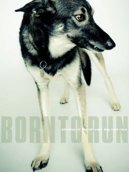 Hardcover Born to Run: Athletes of the Iditarod Book