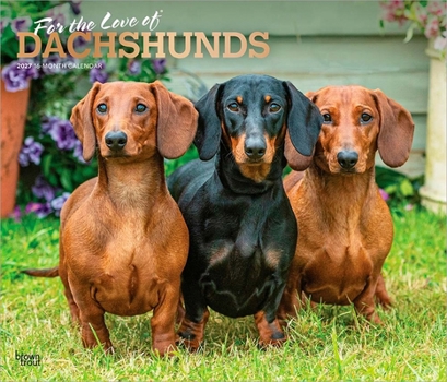For the Love of Dachshunds 2027 14 X 24 Inch (Hanging) Monthly Deluxe Wall Calendar Foil Stamped Cover Plastic-Free