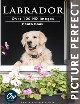 Paperback Labrador: Picture Perfect Photo Book