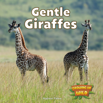 Gentle Giraffes