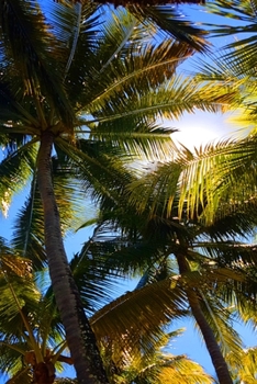 Vacation Planner: This tropical palm beach scene notebook is perfect for planning and arranging your holiday.