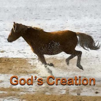 Paperback God's Creation Book