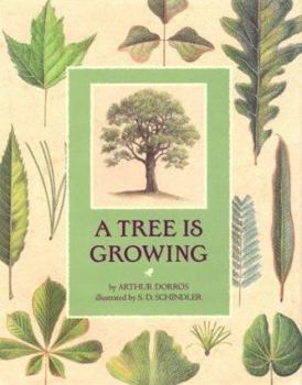 Hardcover A Tree is Growing Book