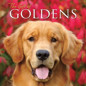 Hardcover The Gift of Goldens Book