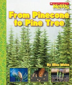 Library Binding From Pinecone to Pine Tree Book