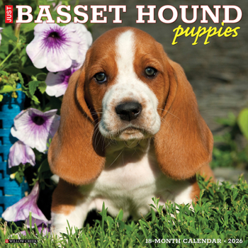 Calendar Basset Hound Puppies 2026 12 X 12 Wall Calendar Book