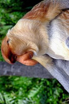 Paperback Proboscis Monkey Journal: 150 page lined notebook/diary Book