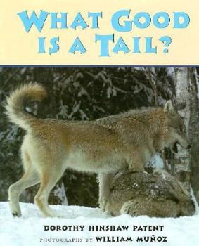 Hardcover What Good Is a Tail? Book